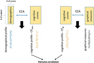 Cognitive Profiles and Hub Vulnerability in Parkinson's Disease